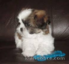 5 magnifiques bébés Shih tzu