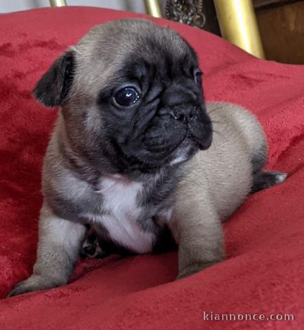 Manifique chiots Bouledogue français a donner contre bon soin