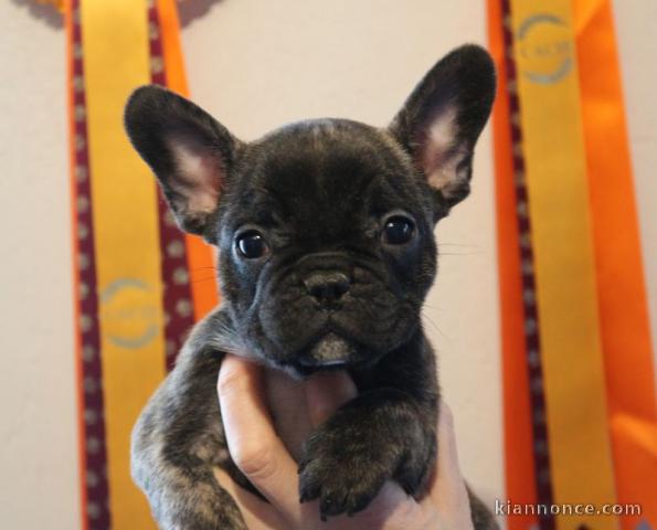 Manifique chiots Bouledogue français a donner contre bon soin