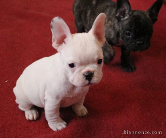 Manifique chiots Bouledogue français a donner contre bon soin