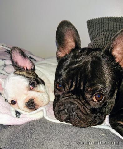 Manifique chiots Bouledogue français a donner contre bon soin