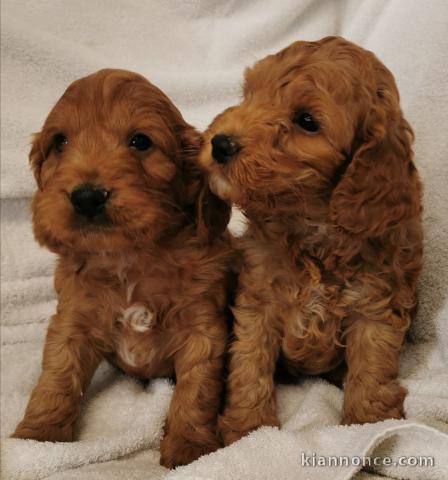 Magnifique chiots F1 Cockapoo pour adoption