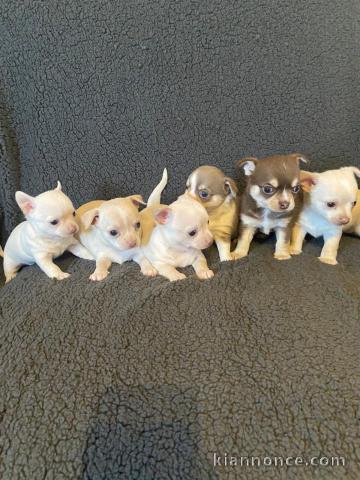 Magnifiques chiots de type Chihuahua  LOF a adopter