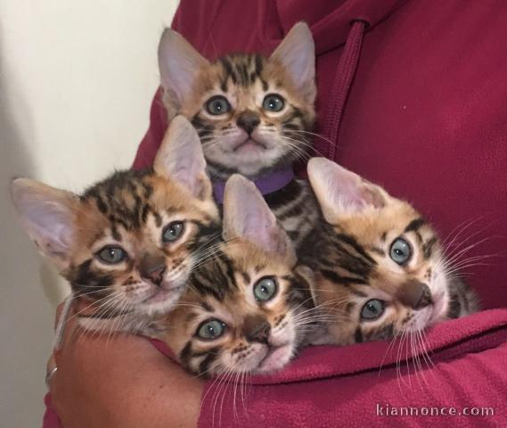 Nous avons des chatons de Bengal disponibles à l’adoption