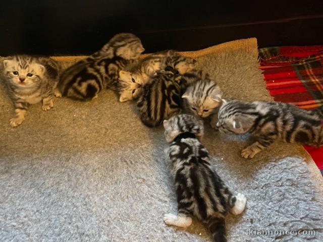 Nous avons des chatons British Shorthair disponibles à l’adoption