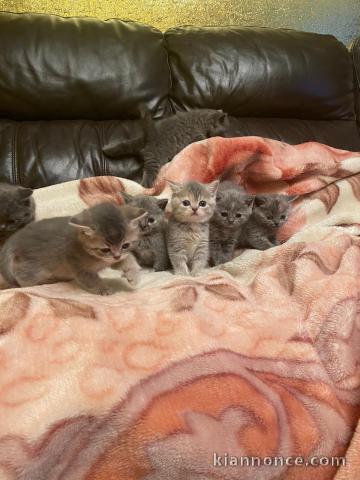 Nous avons des chatons British Shorthair disponibles à l’adoption