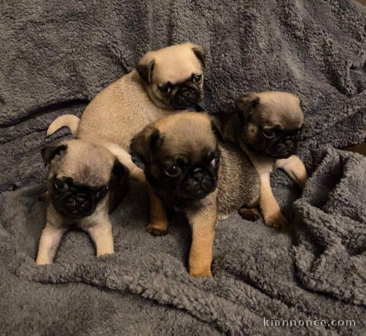 adorable Chiots Pug disponible de suite