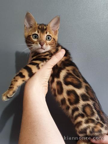 chatons LOOF Bengal disponibles de suite