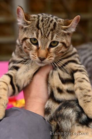 chatons LOOF Bengal disponibles de suite