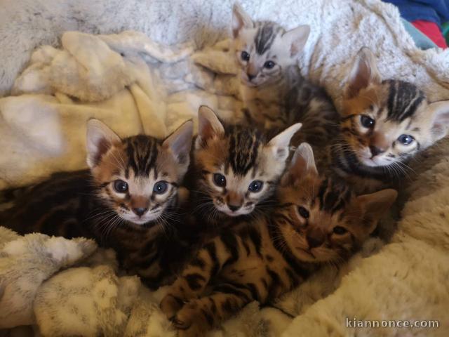 chatons LOOF Bengal disponibles de suite