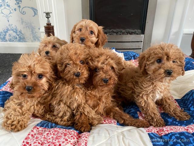 Magnifique Chiots Cavapoo disponible de suite