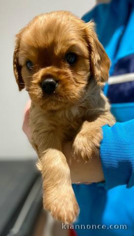 Magnifique Chiots Cavalier King disponible de suite