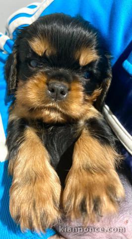 Magnifique Chiots Cavalier King disponible de suite