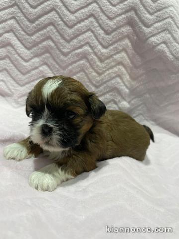 adorable bebe Shih Tzu disponible de suite