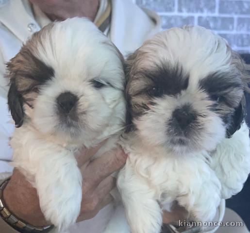 adorable bebe Shih Tzu disponible de suite