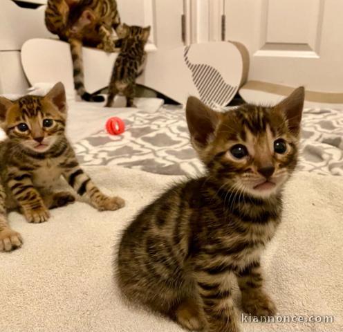 adorable chatons de Bengal LOOF. disponible de suite