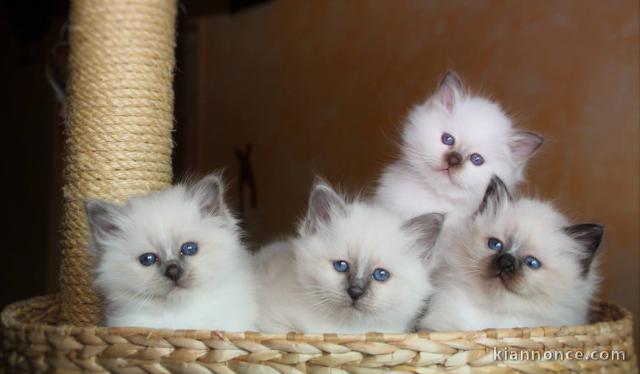 Nous avons des chatons Sacré de Birmanie disponibles à l’adoption