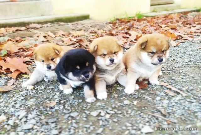 Sublimes Chiots Shiba Inu Pure Race 