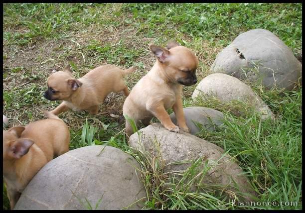 Superbes Chiots Chihuahua Pure Race Poils Courts Taille Standard