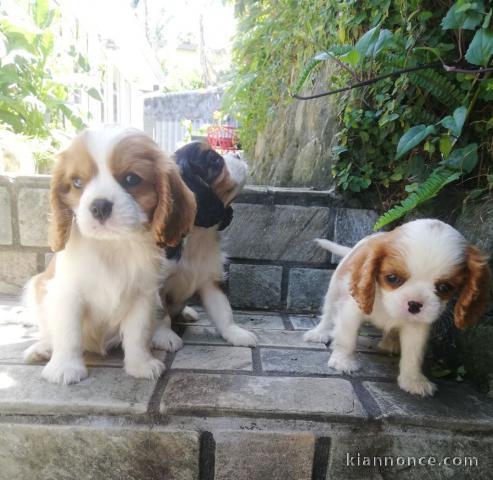 adorable Chiots Cavalier King a donner contre bon soin