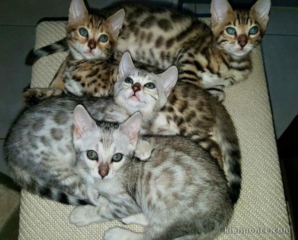 adorable chatons de Bengal LOOF. disponible de suite