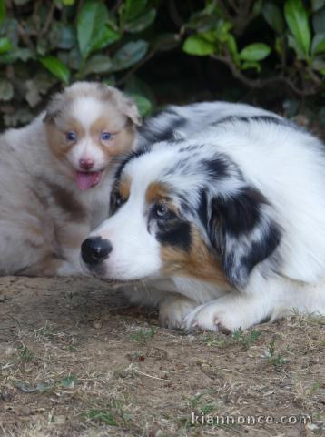 Magnifiques Chiots Berger Australien Pure Race