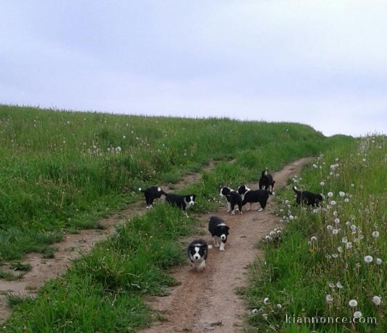 Magnifiques Chiots Border Collie Pure Race