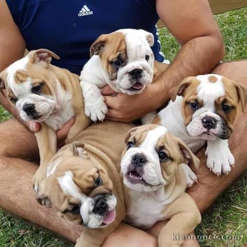 Chiots bulldog anglais LOF disponible de suite 