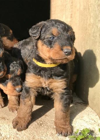 Adorable chiot  Airedale Terrier à donner .