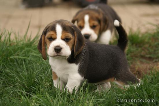 Adorable chiot  Beagle  à donner .