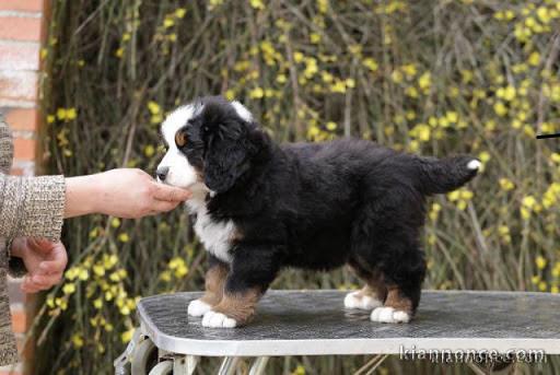 Adorable chiot  Bouvier bernois à donner .