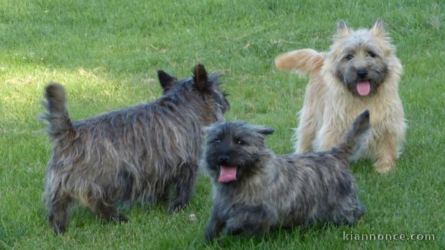 Adorable chiot Cairn Terrier à donner