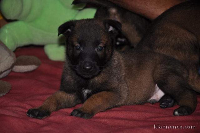 CHIOTS BERGER MALINOIS PURE RACE