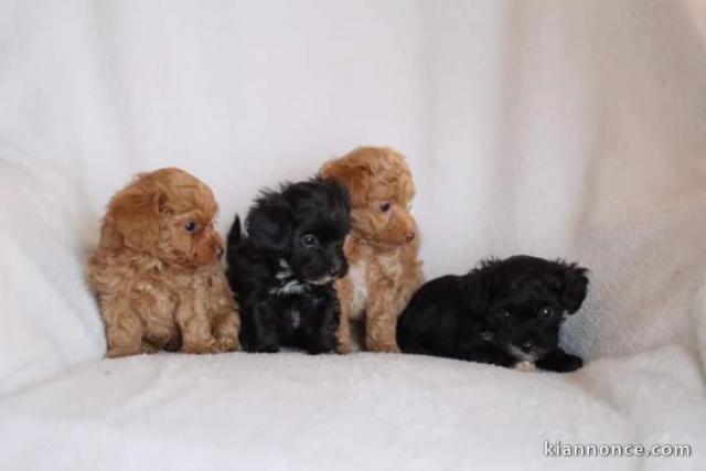 Magnifique chiots caniche bichon disponible de suite 