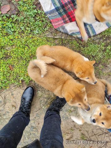 SUPERBES CHIOTS SHIBA-INU, L.O.F.