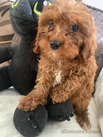 Beau chiot cavapoo disponible