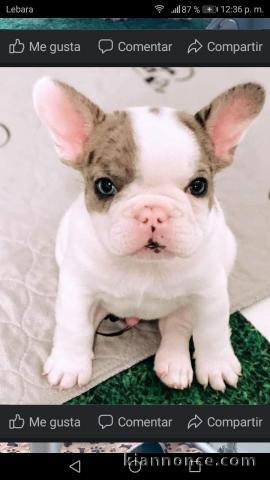 3 Chiots bouledogue français à donner