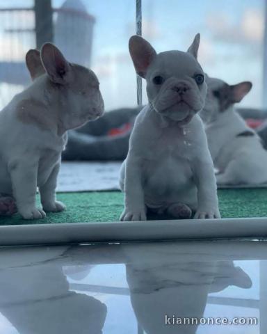 3 Chiots bouledogue français à donner