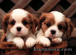 chiots king charles pour votre maison