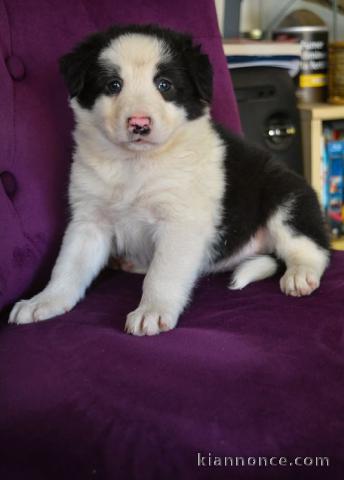 chiots Border collie a donner