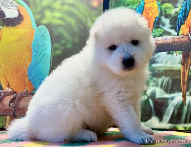 Chiots samoyede inscrit au CKC a donner