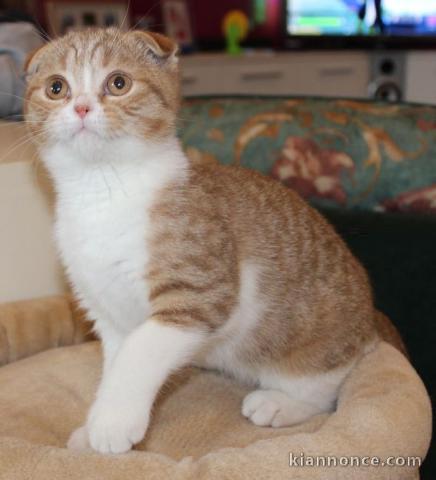 chaton Scottish fold a donner