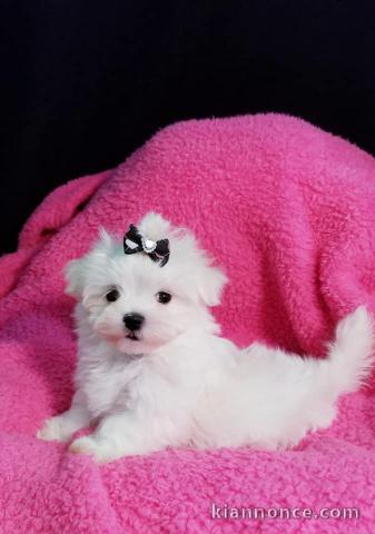 magnifique chiots bichon maltais 