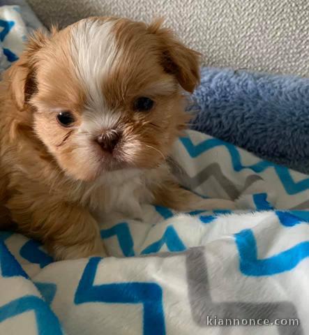 adorable chiot shih tzu 