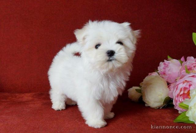 magnifique chiot bichon maltais à donner 