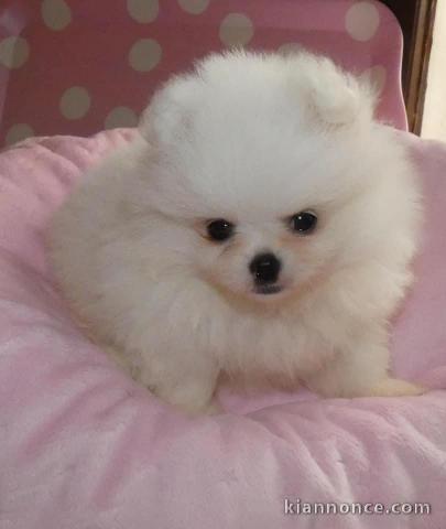 Adorables Spitz nain 