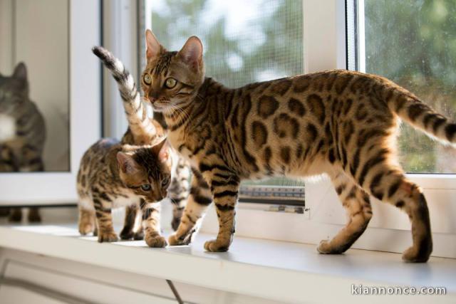 Magnifique chaton Bengal