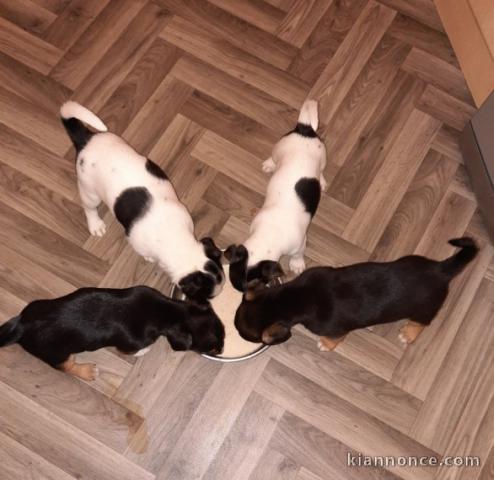 CHIOTS JACK RUSSEL A DONNER PAS A VENDRE 