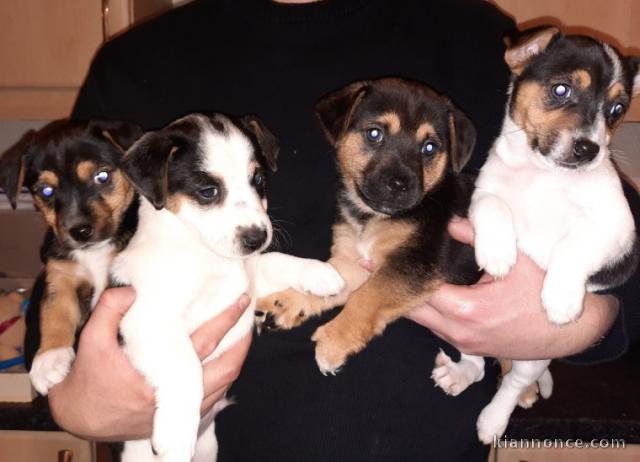 CHIOTS JACK RUSSEL A DONNER 