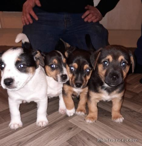 CHIOTS JACK RUSSEL A DONNER 